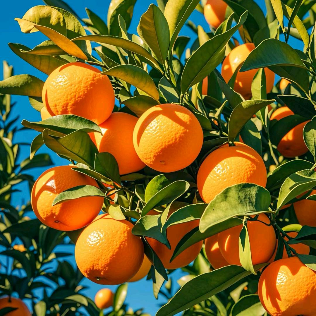 元伟果树苗木专营店