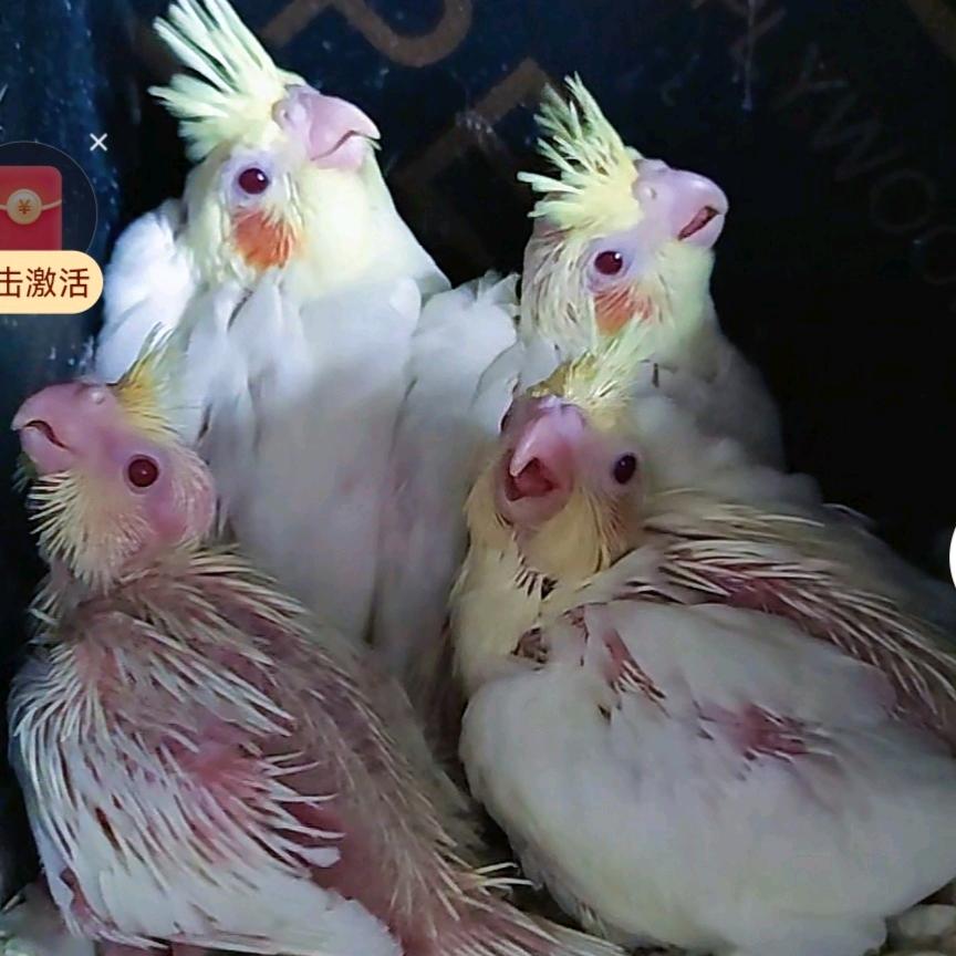 河南玄凤鹦鹉养殖