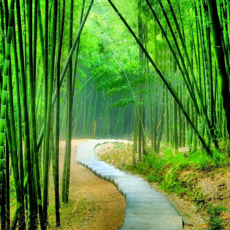 中国团.棋术讲解