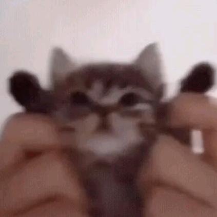 小猫咪咪