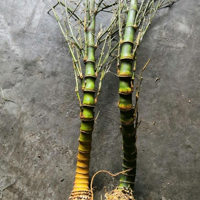 竹根烟斗原材料