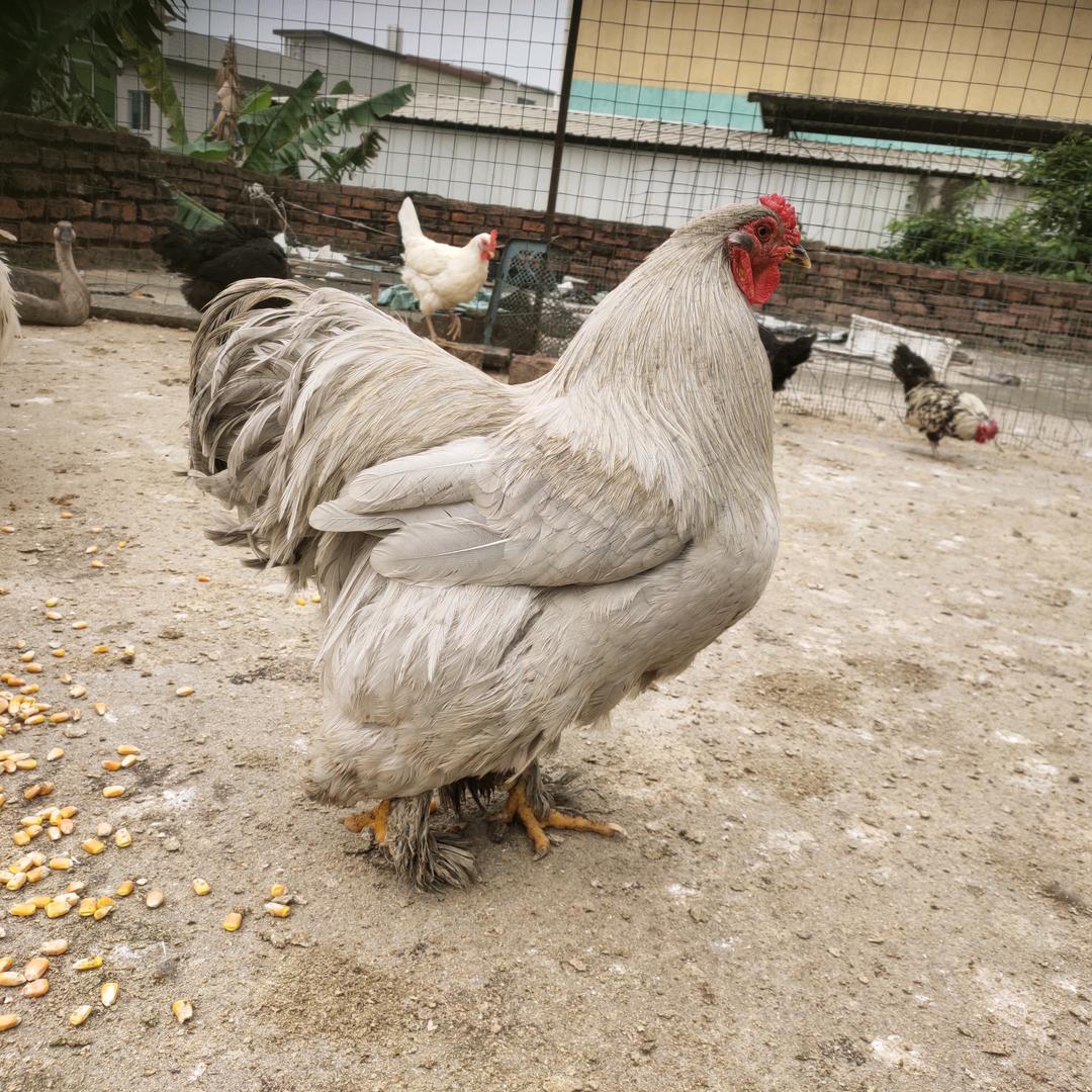 强盛杂交   雞卜🉑矢