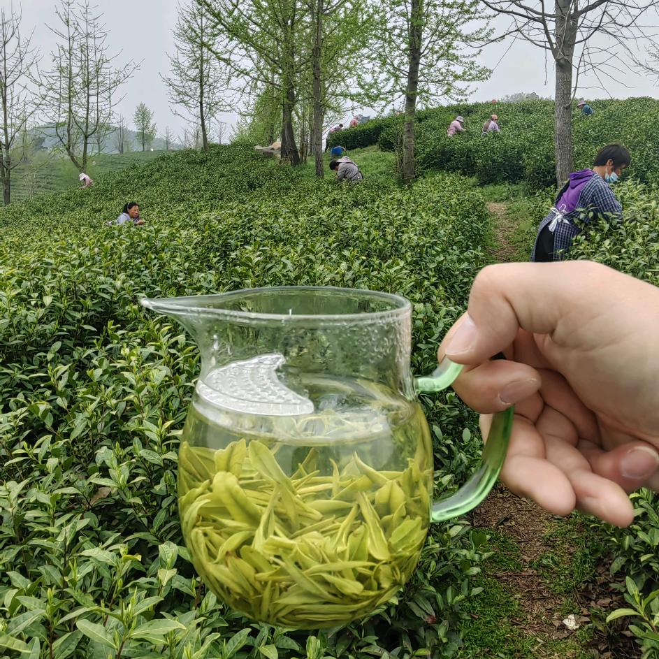 优山茗