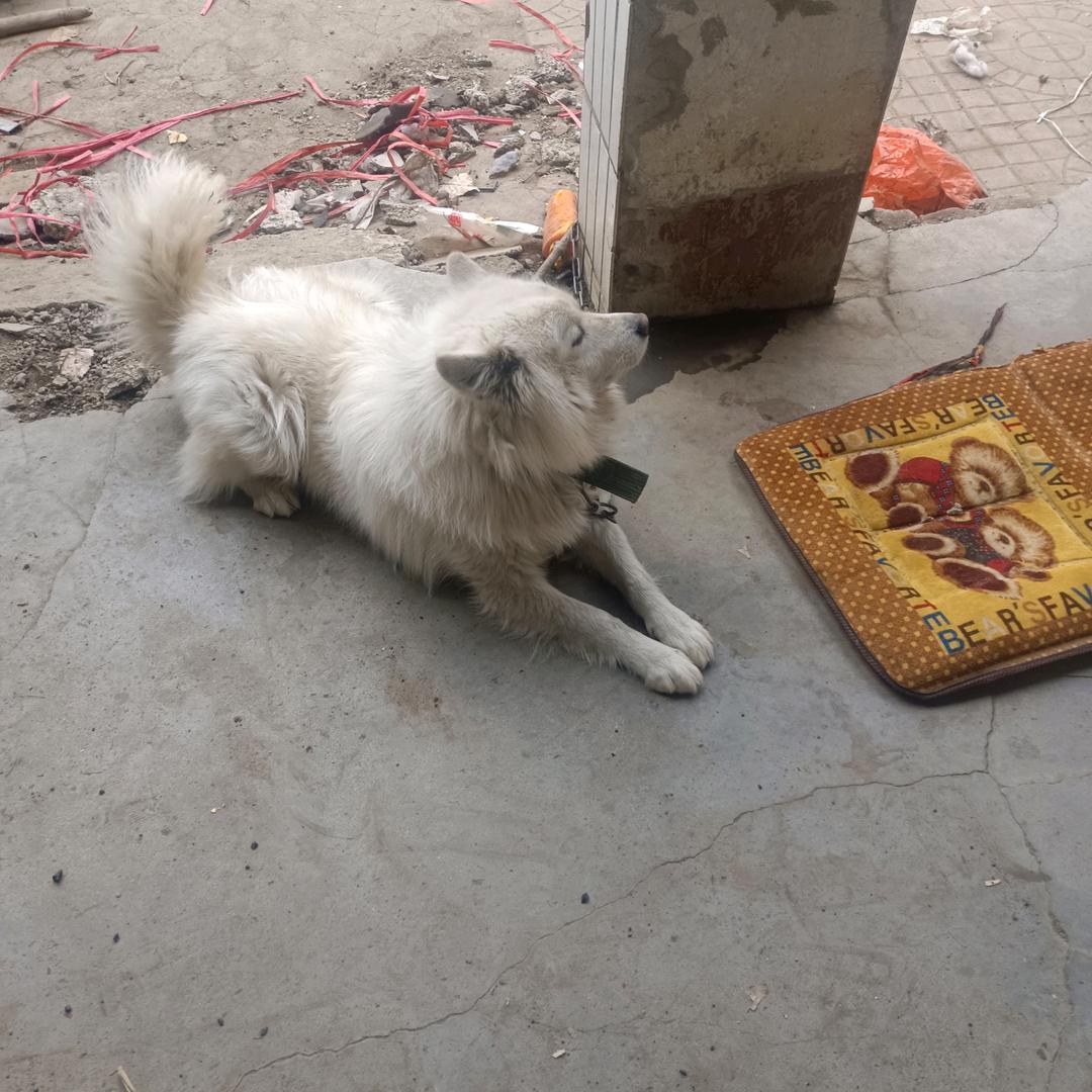 爱心犬舍