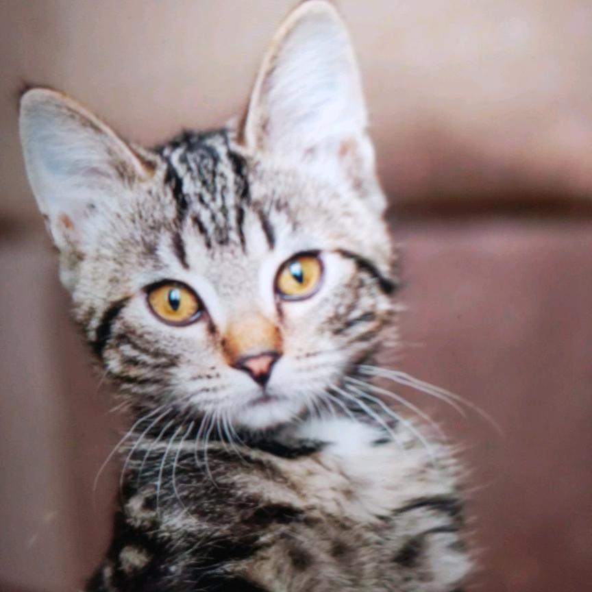 甜妹（晨曦）单身宝妈