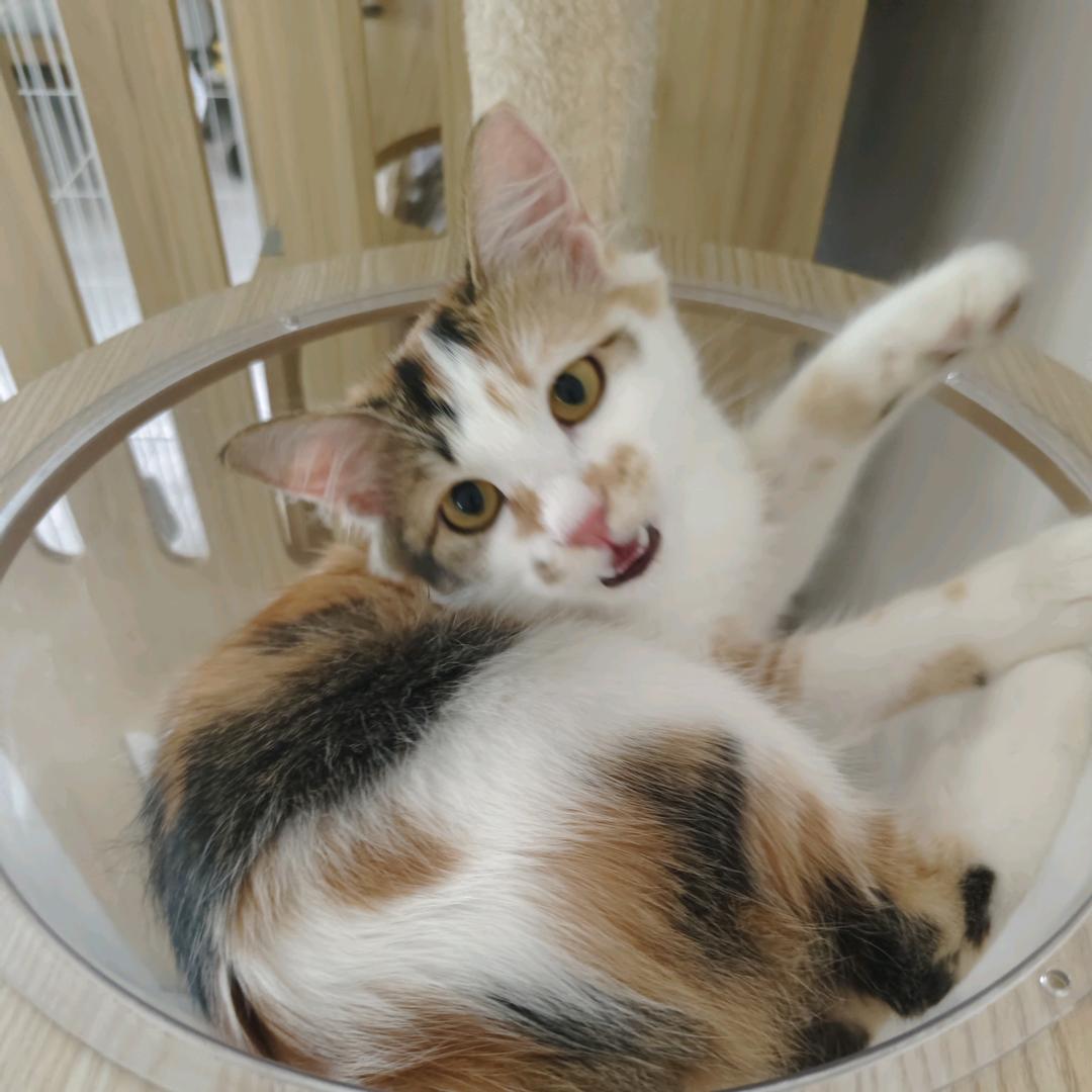 也许已没有也许