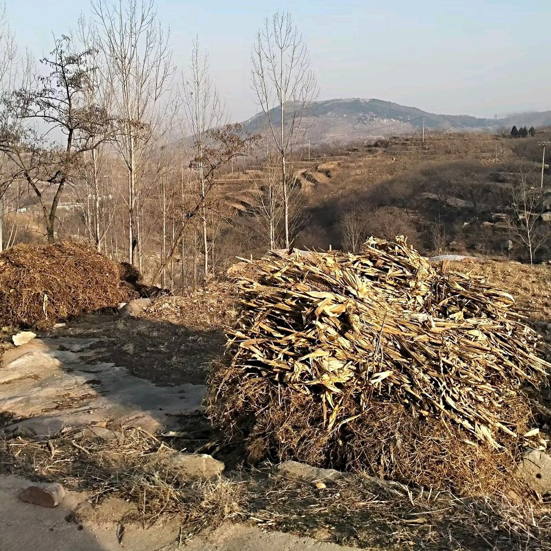 zhao先生