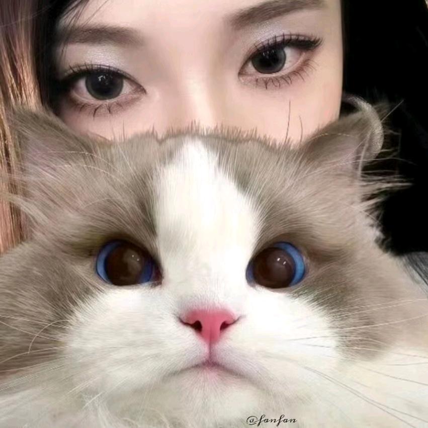 猫猫铃拥有者