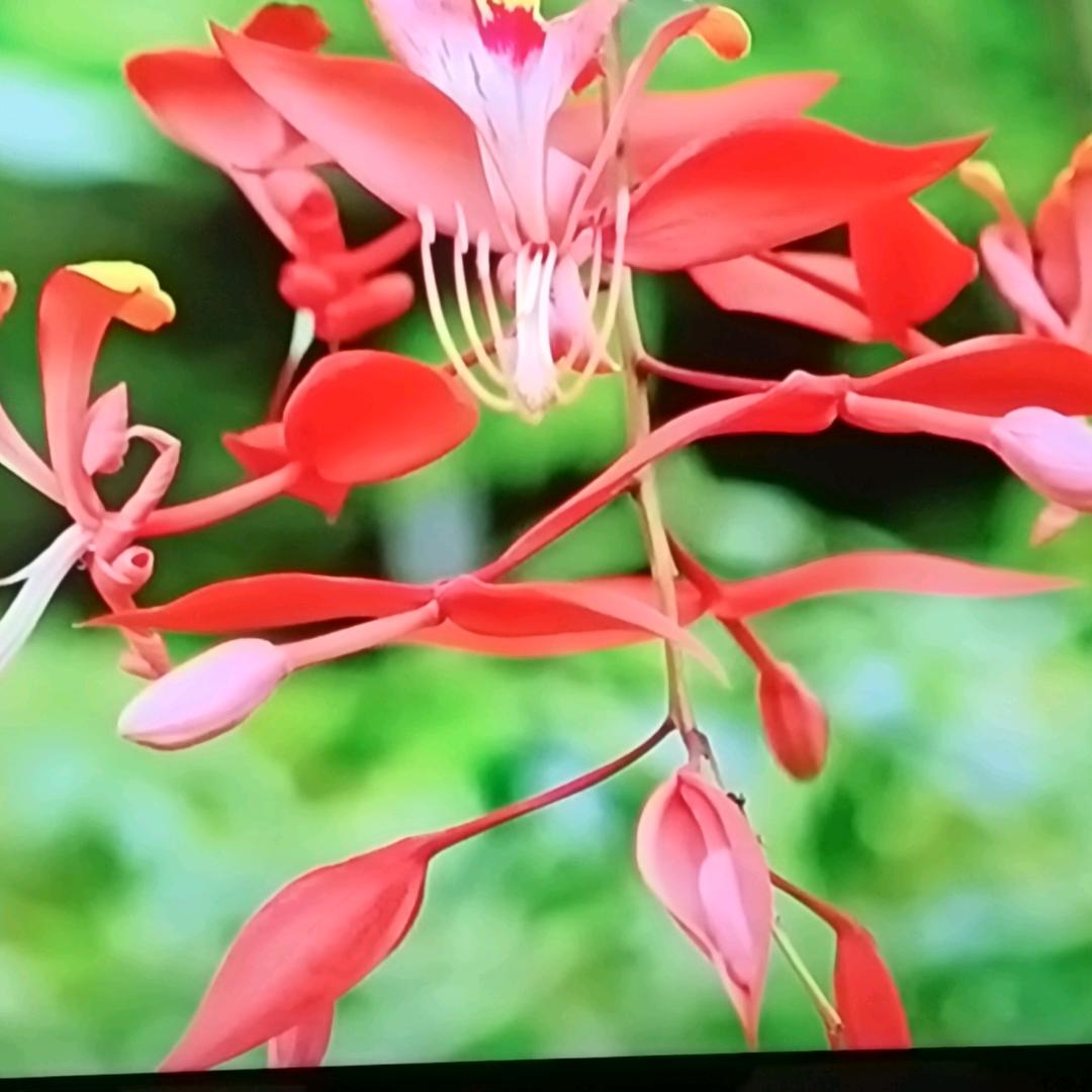 幽幽凤竹