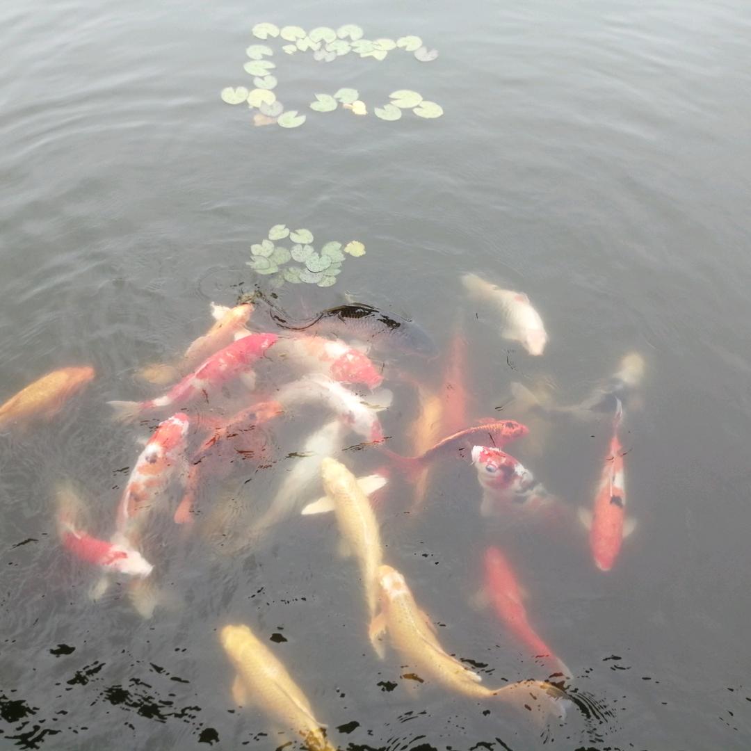 林茂洋头像
