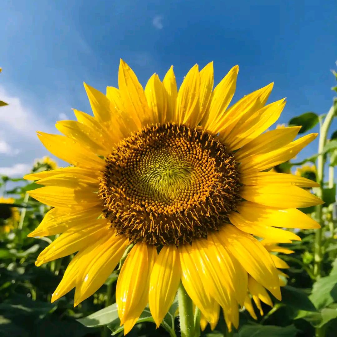 肌研·美学官方号