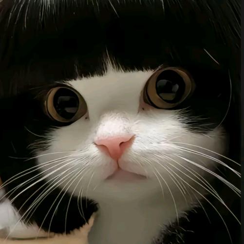 攒钱买猫赞