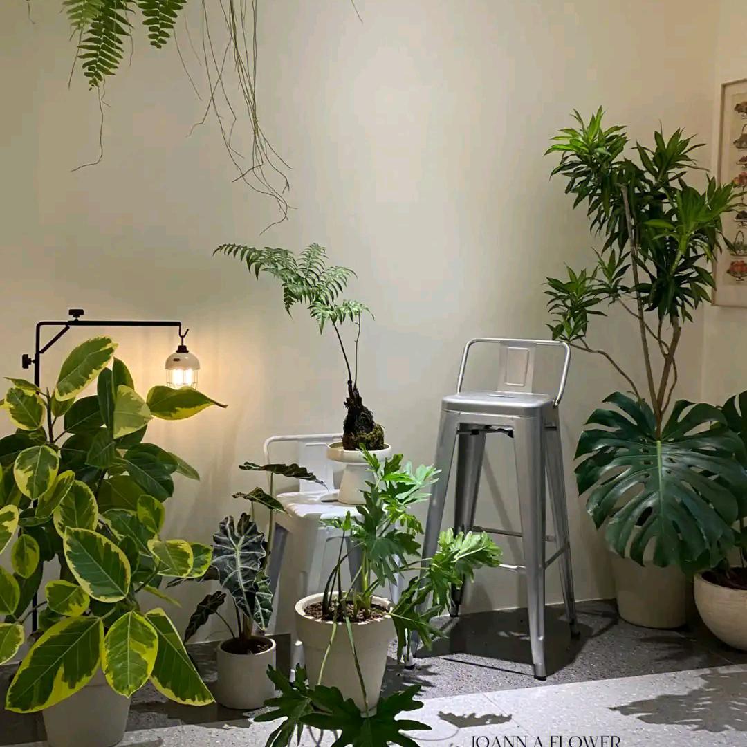 珊瑚花园