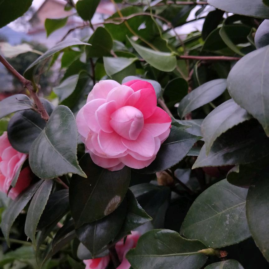 默梨花🌙