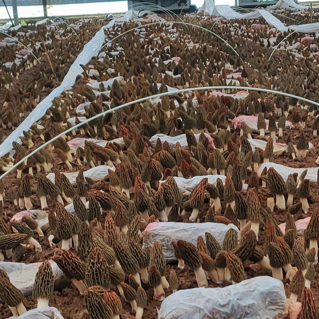 蘑菇🍄