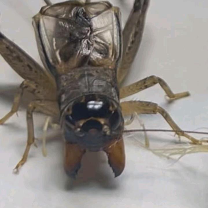 蛐缘堂（纯野生蟋蟀）