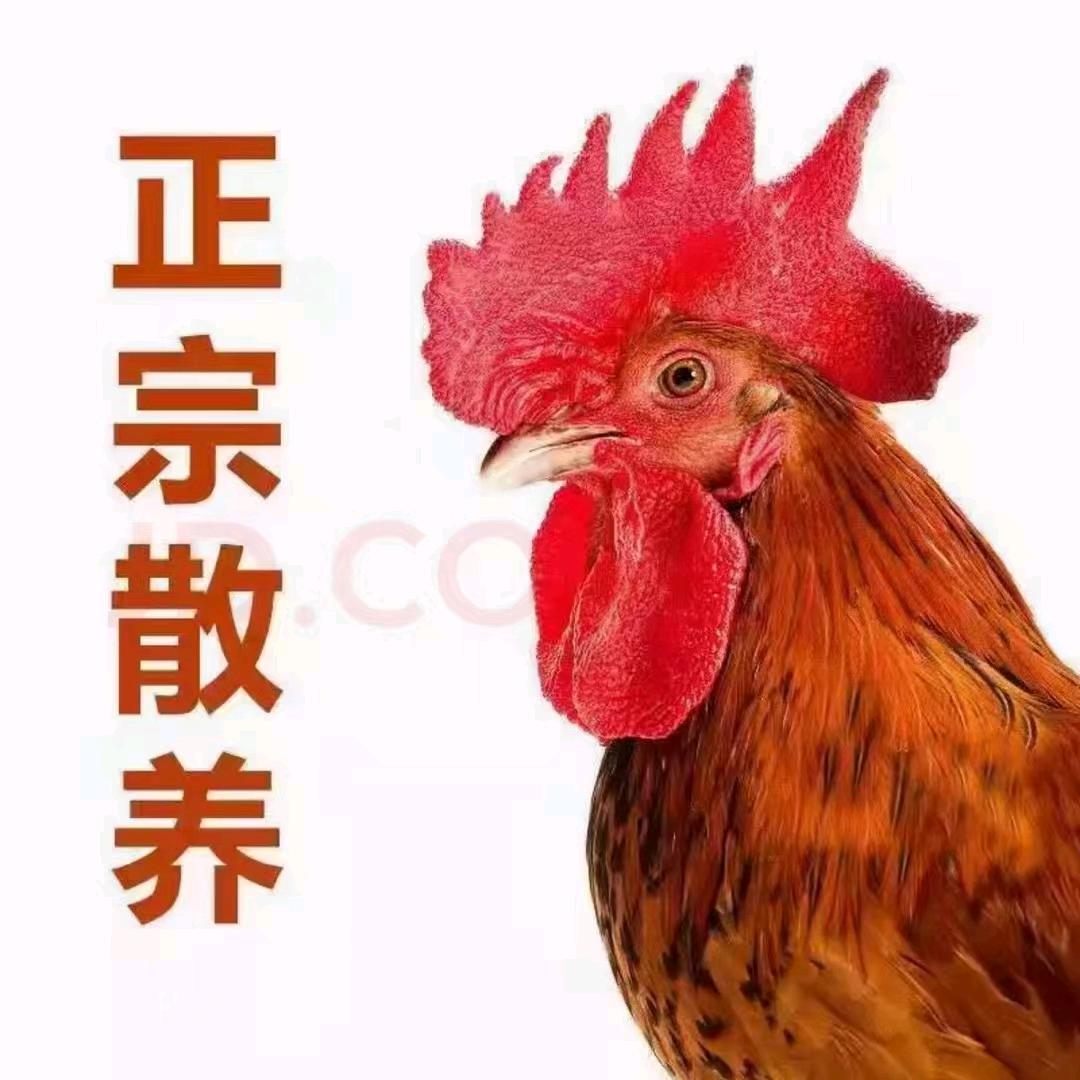 山间禽舍