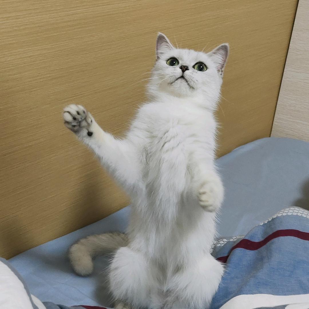 呆桃丸子