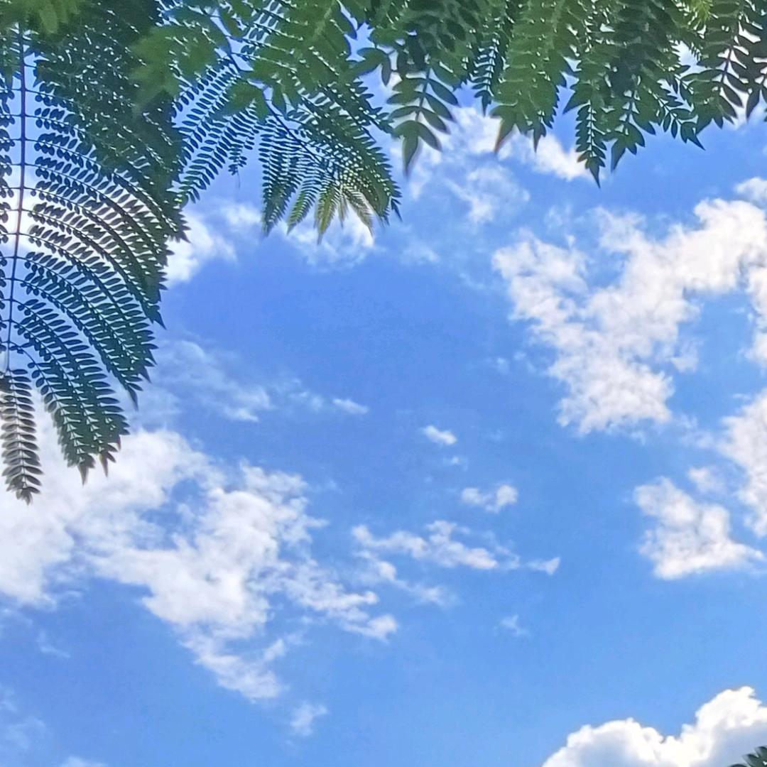 桉