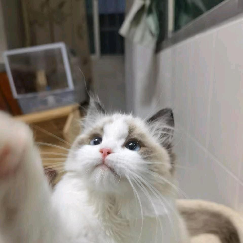Nekoo布偶猫舍