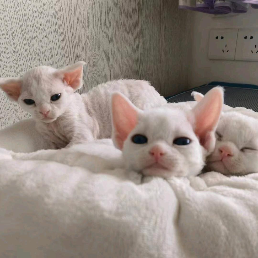 😸婳