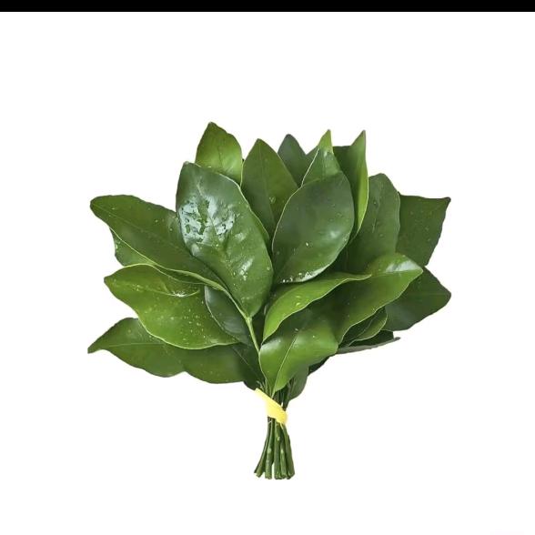 是许嵩粉儿🌸（许嵩见过版）