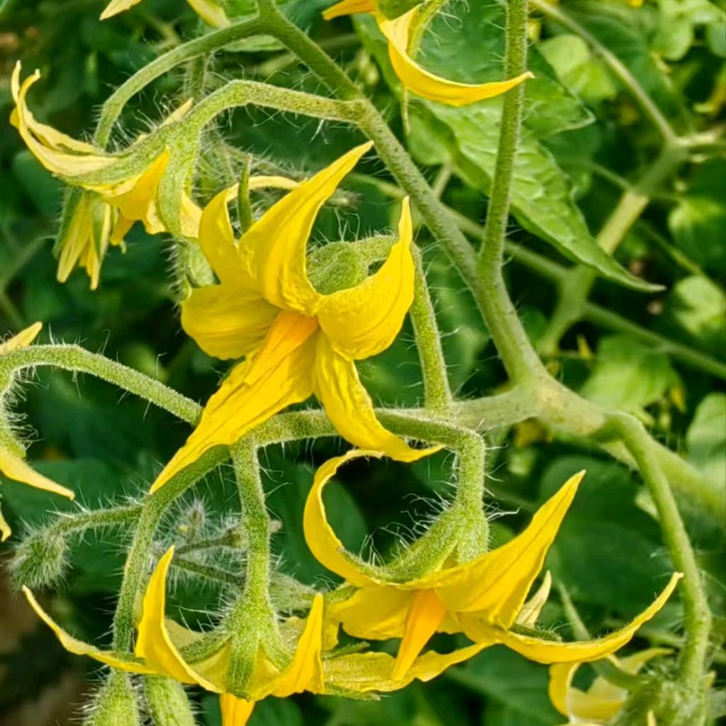 普洛米～服务三农