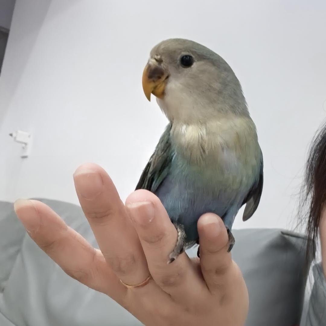 毛玲