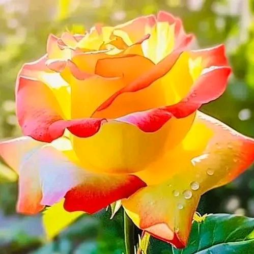 ꫛ᭄芳草💞香ꦿ້໌ᮨ࿐