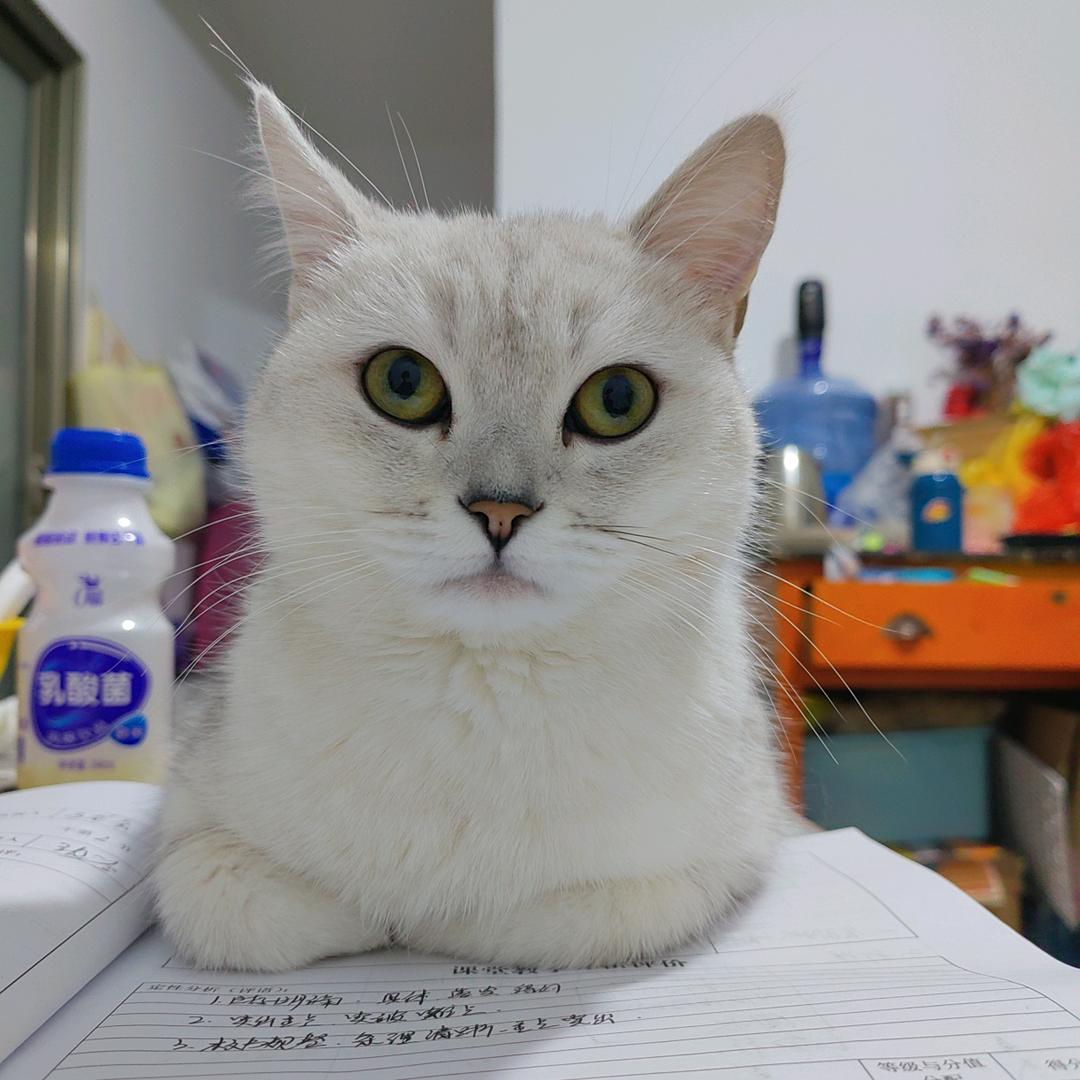 是王木木的崽崽吖