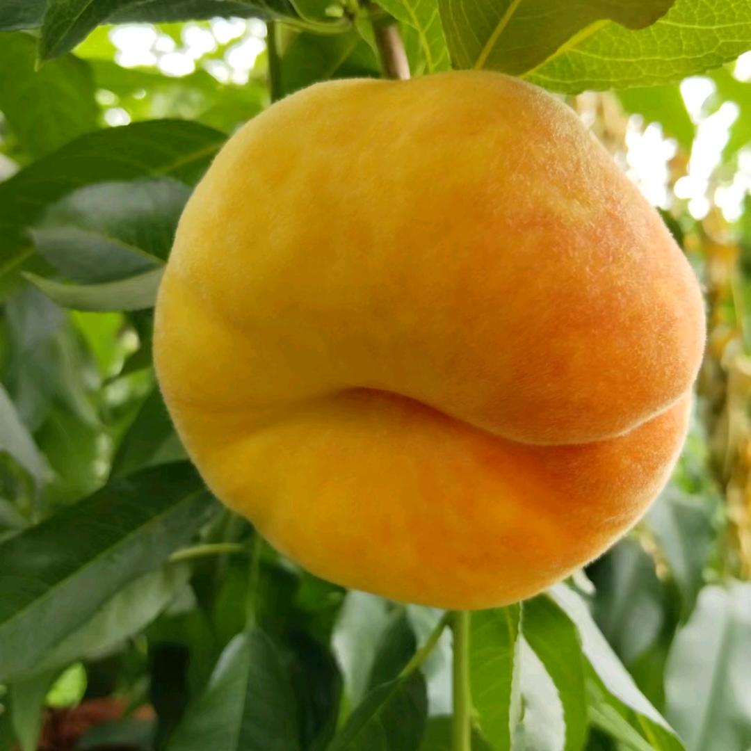 熊大快递