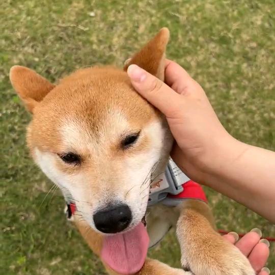 喵弋安宠物