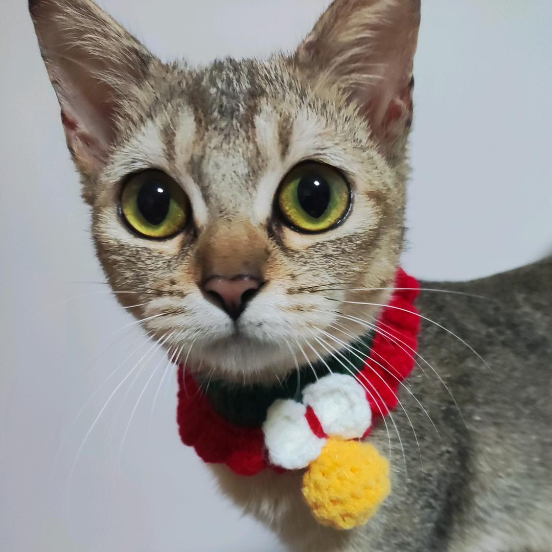 乖乖宝贝是喵星人🐈