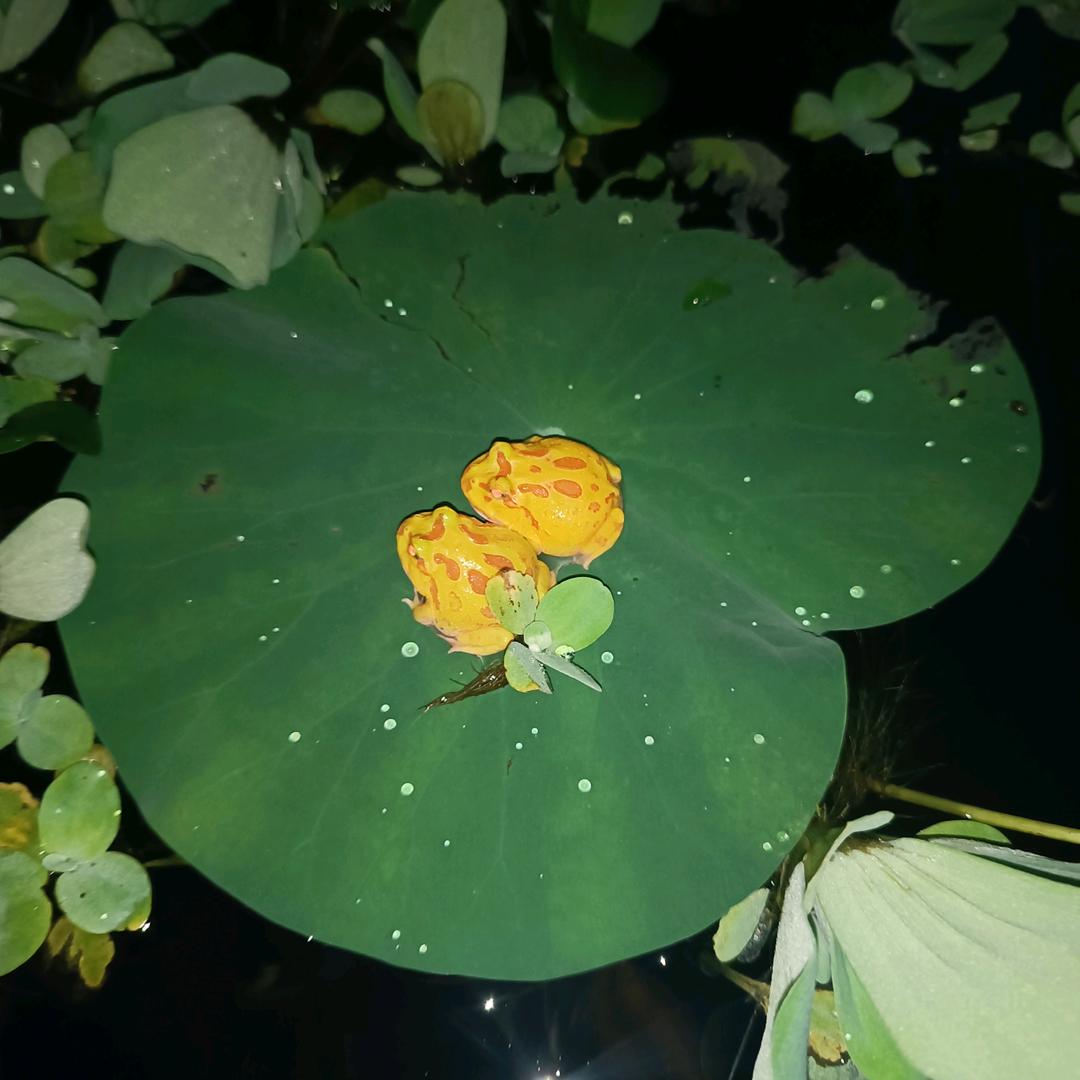 沫熙