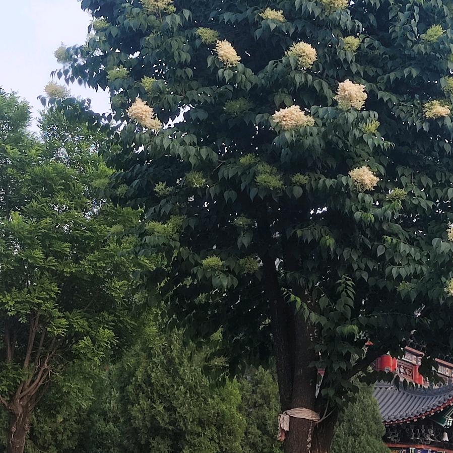 魏二姐