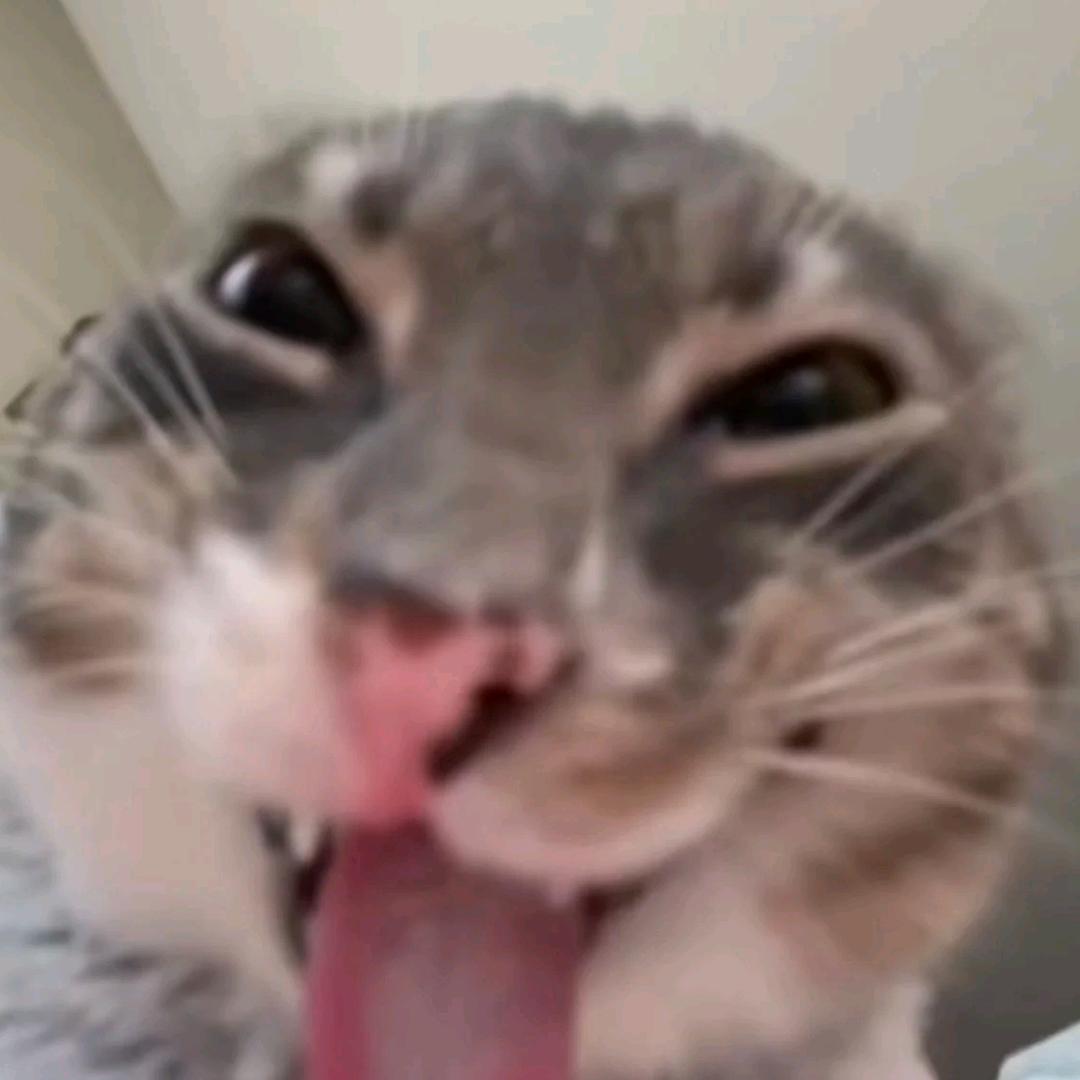 猫贩子