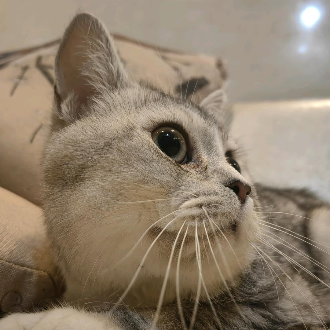 毁天灭地祝帅帅