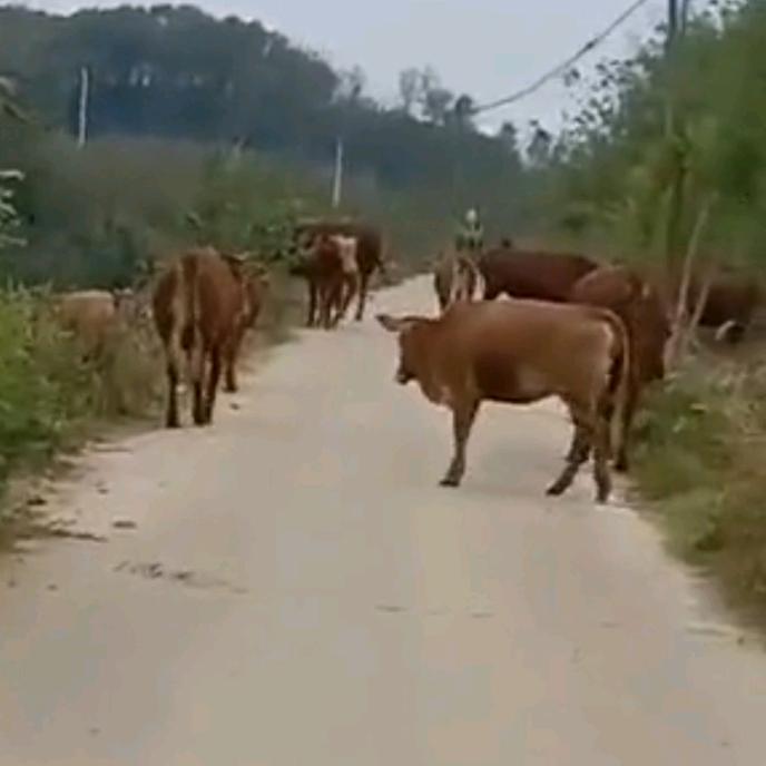 河南牛哥