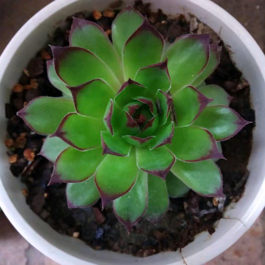 小白牙的铁粉