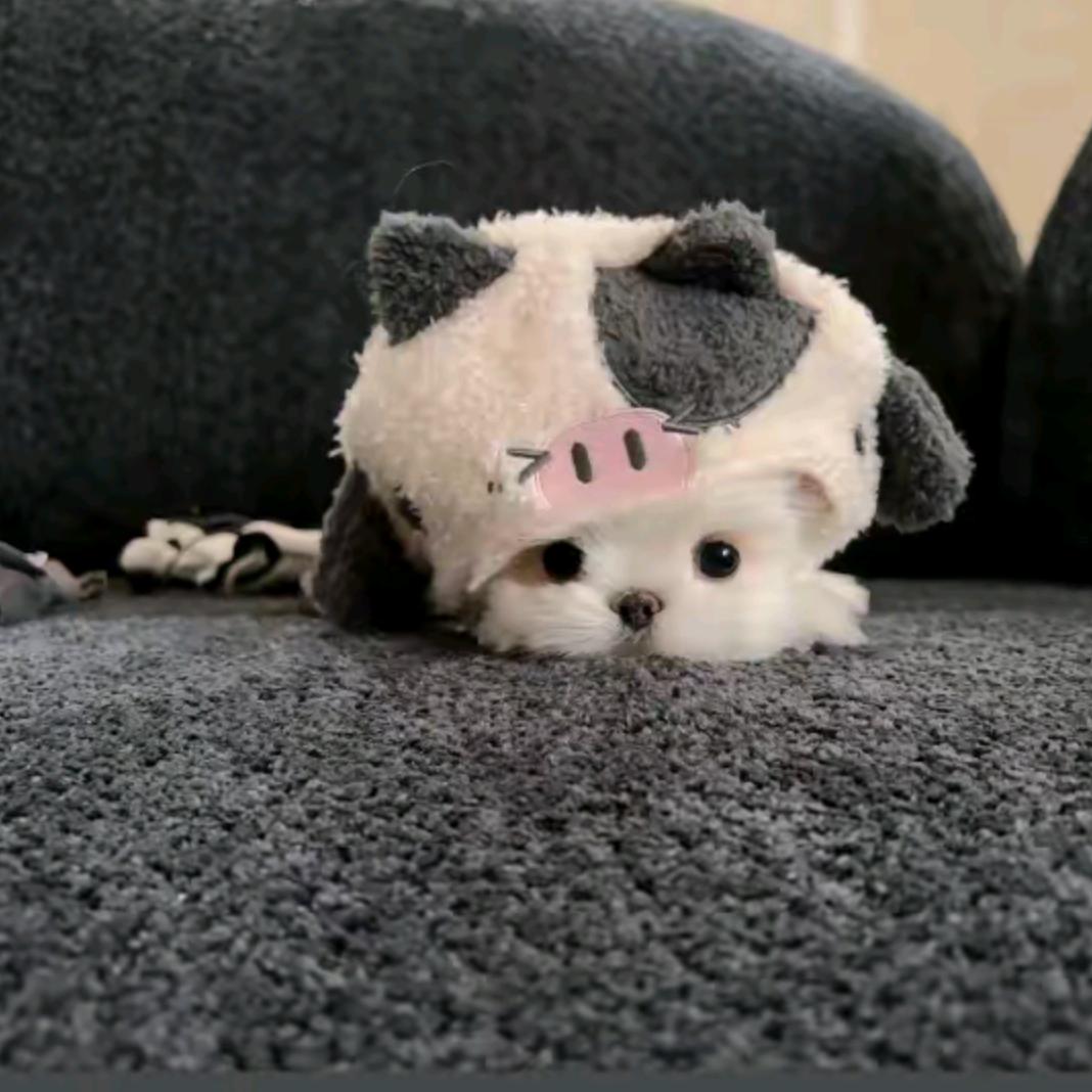 ◐▂◐