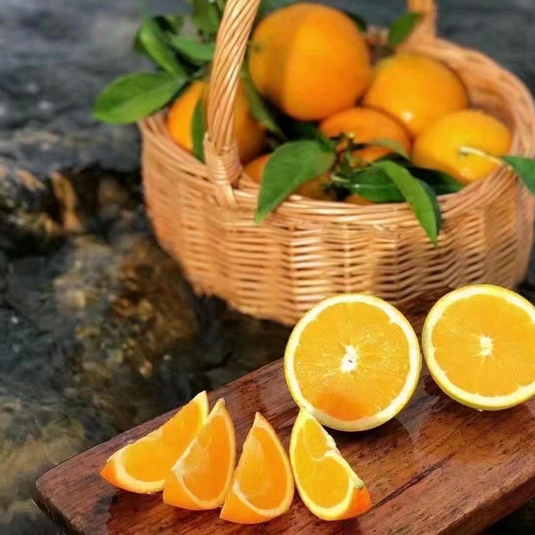 鲜橙🍊珍珍