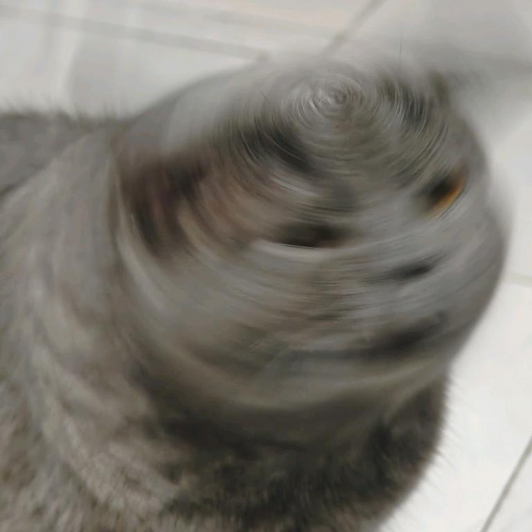麻麻酱🐱
