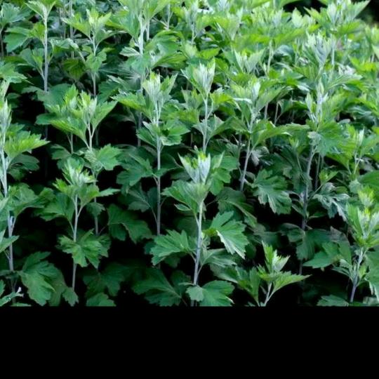 真艾艾草