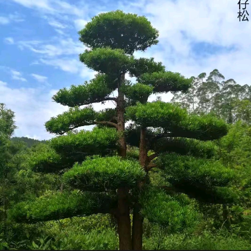卡友🐺老狼