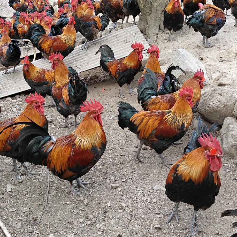 🐔卖鸡大叔🐔