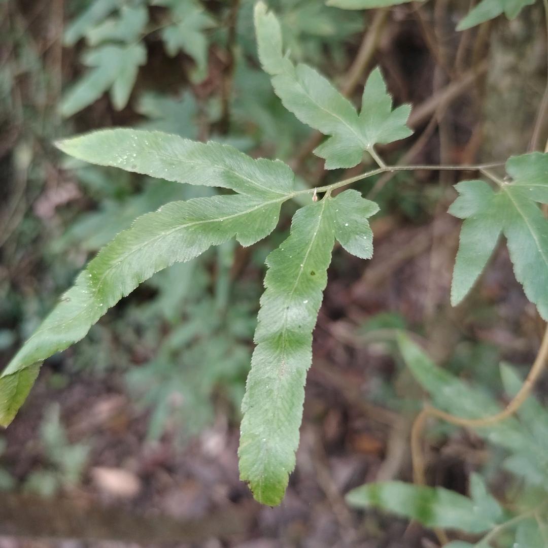 饶平县新丰登坑（重庆味道）烤鱼，酸菜鱼等