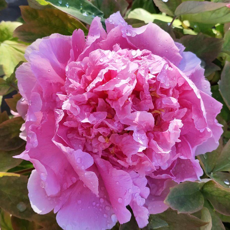 烟雨江南🌹😀