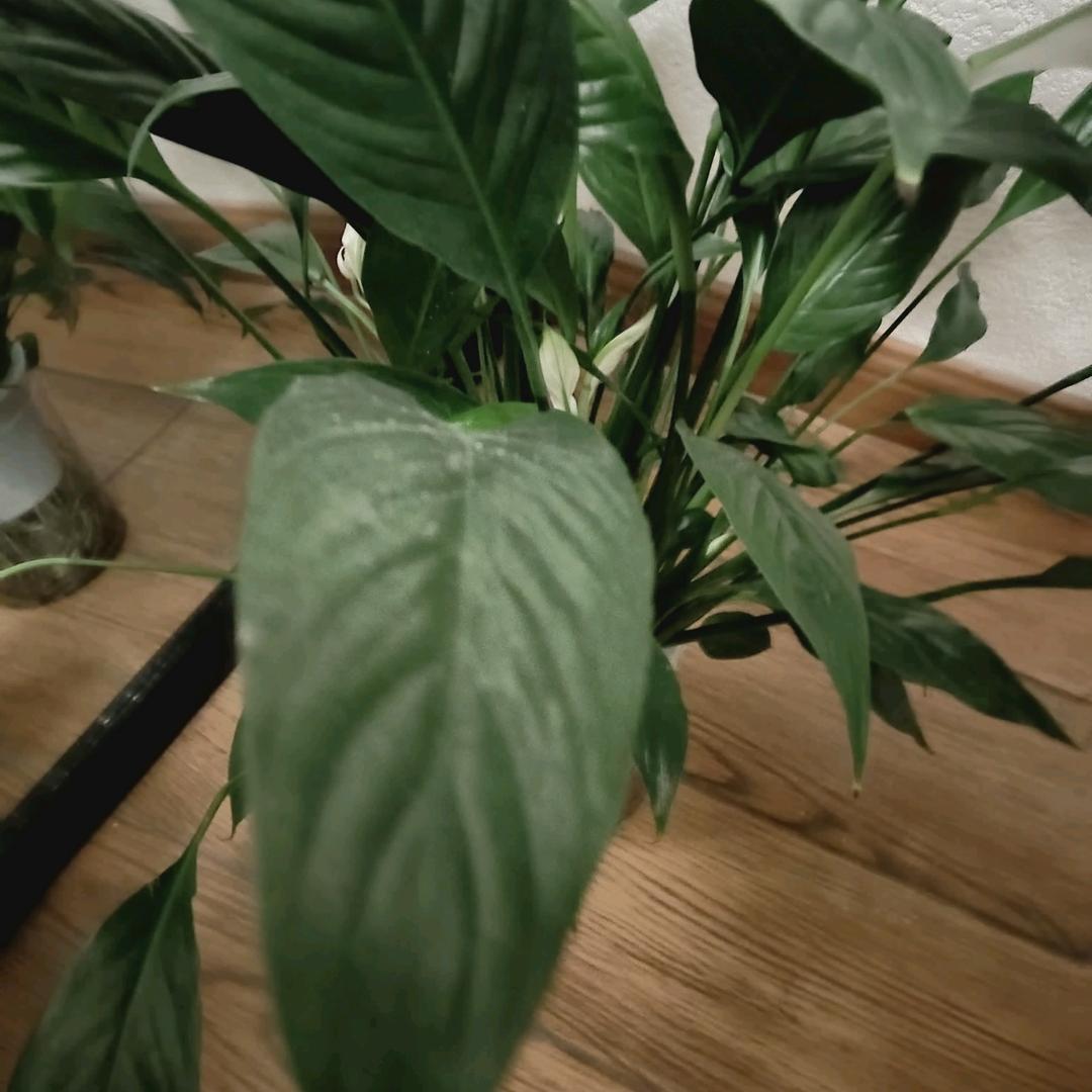 夏天