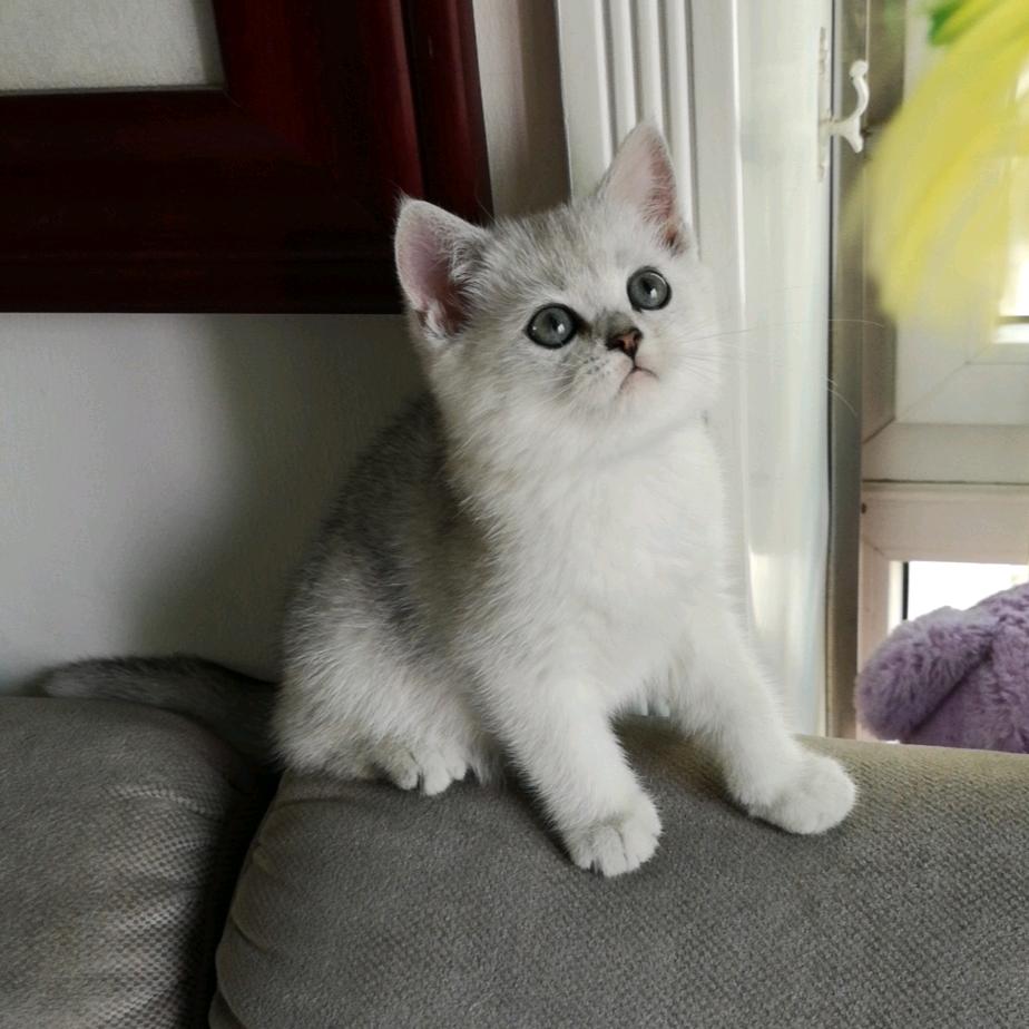 Simon✨🌈⁵²⁰