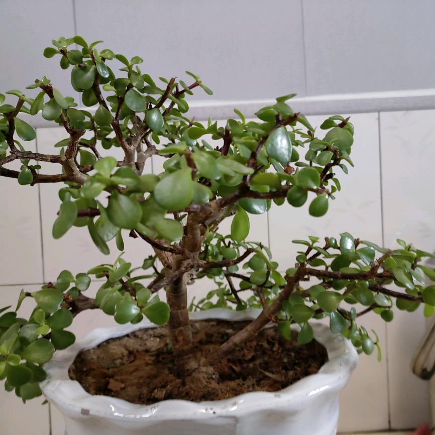 7294278897291原上草